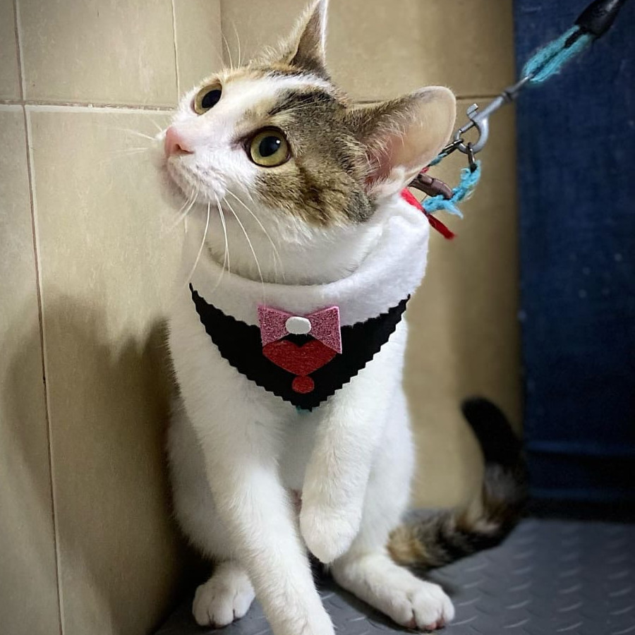 MIMÍ | Raza Doméstico Américano de Pelo Corto | Perdida