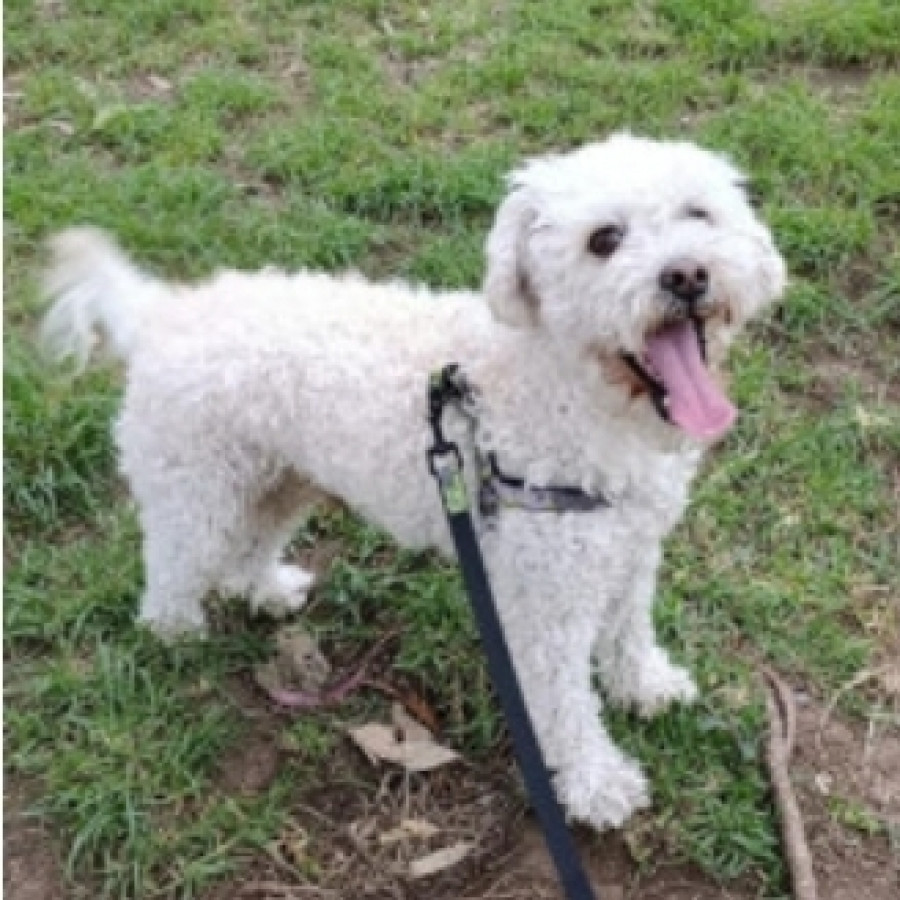 CRONOS | Raza French Poodle o Caniche | Perdido