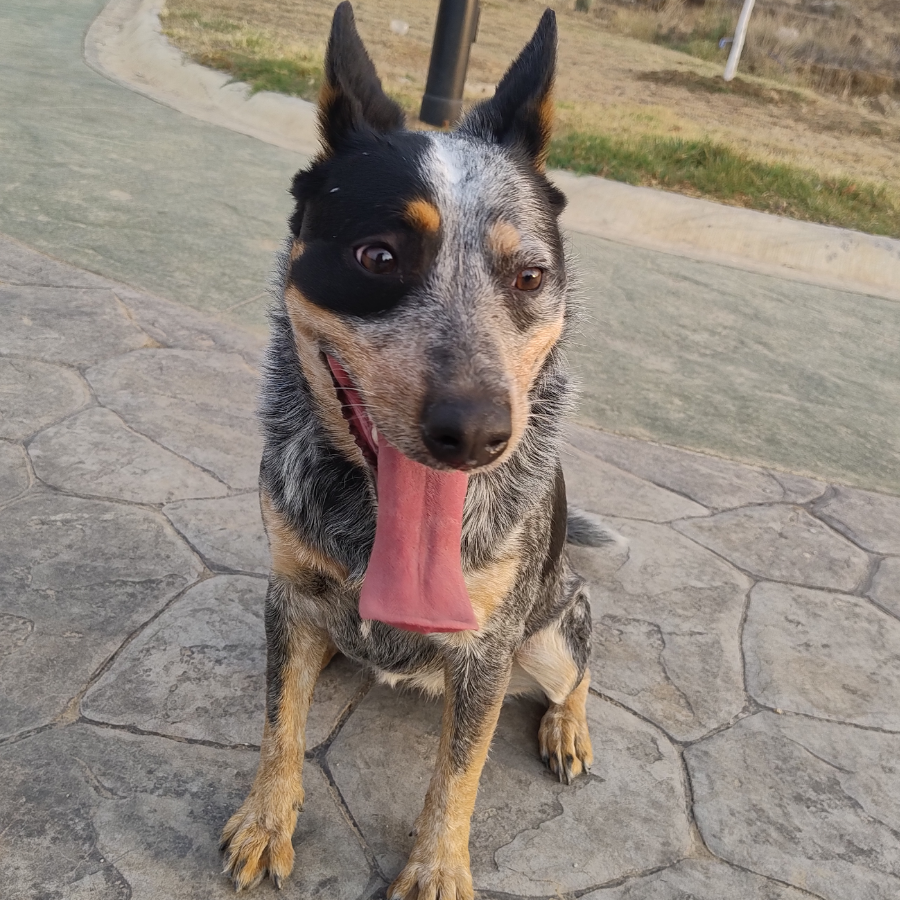 BLUE | Raza Ganadero Australiano Blue Heeler  | Perdida