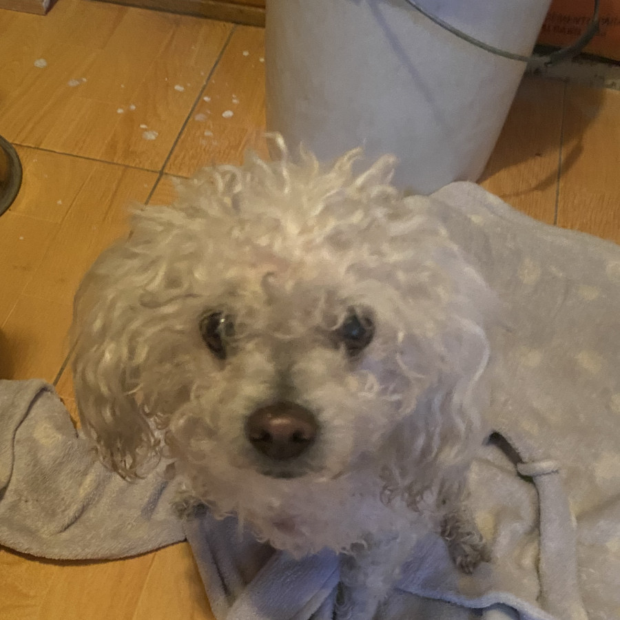  | Raza Mestiza, cruza de French Poodle | Final Feliz