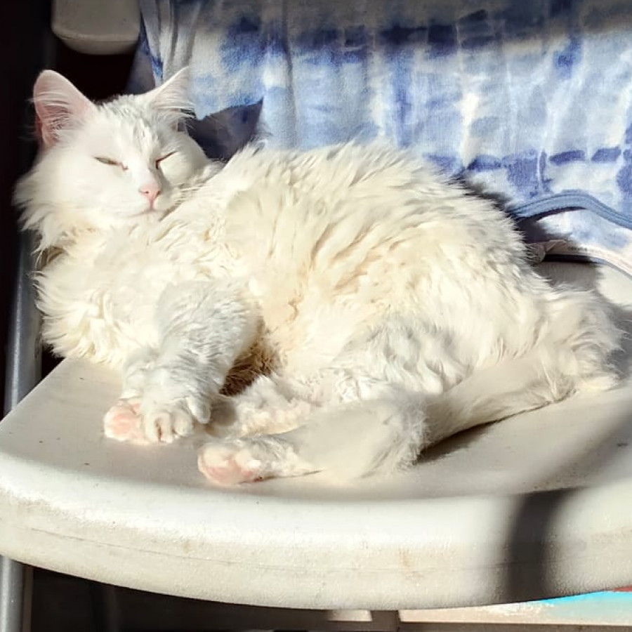 NIEVE | Raza Angora Turco | Final Feliz