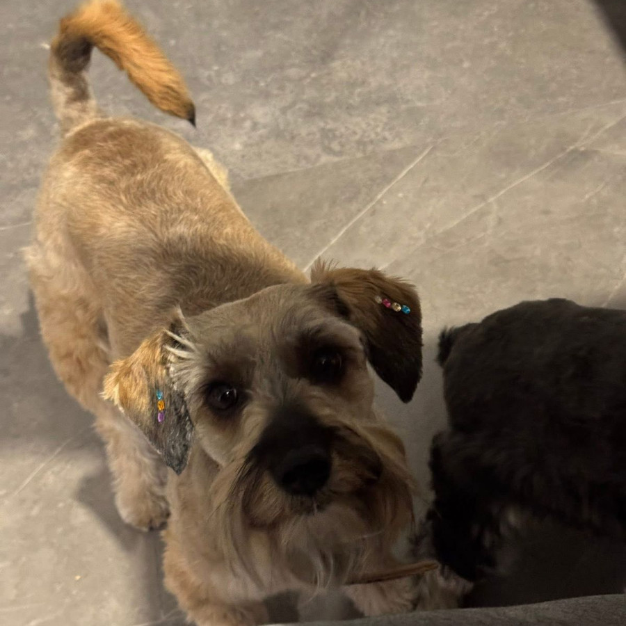 REXY | Raza Schnauzer | Final Feliz