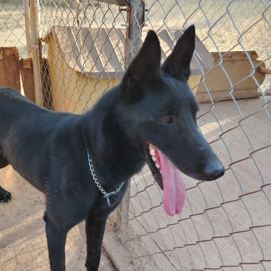  | Raza Pastor Alemán Negro | Encontrada