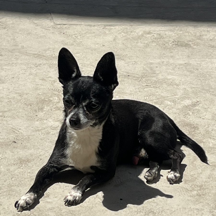 CHISPA | Raza Chihuahua | Perdido