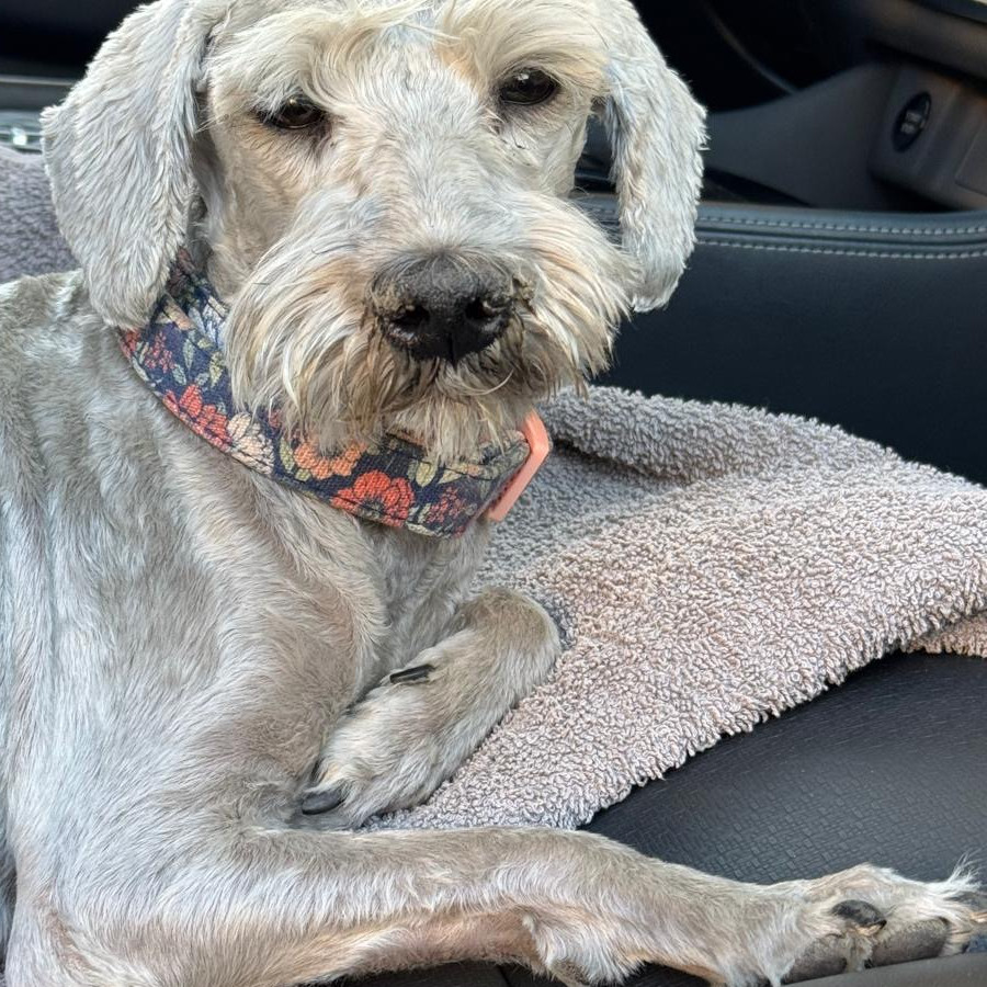  | Raza Schnauzer | Encontrada