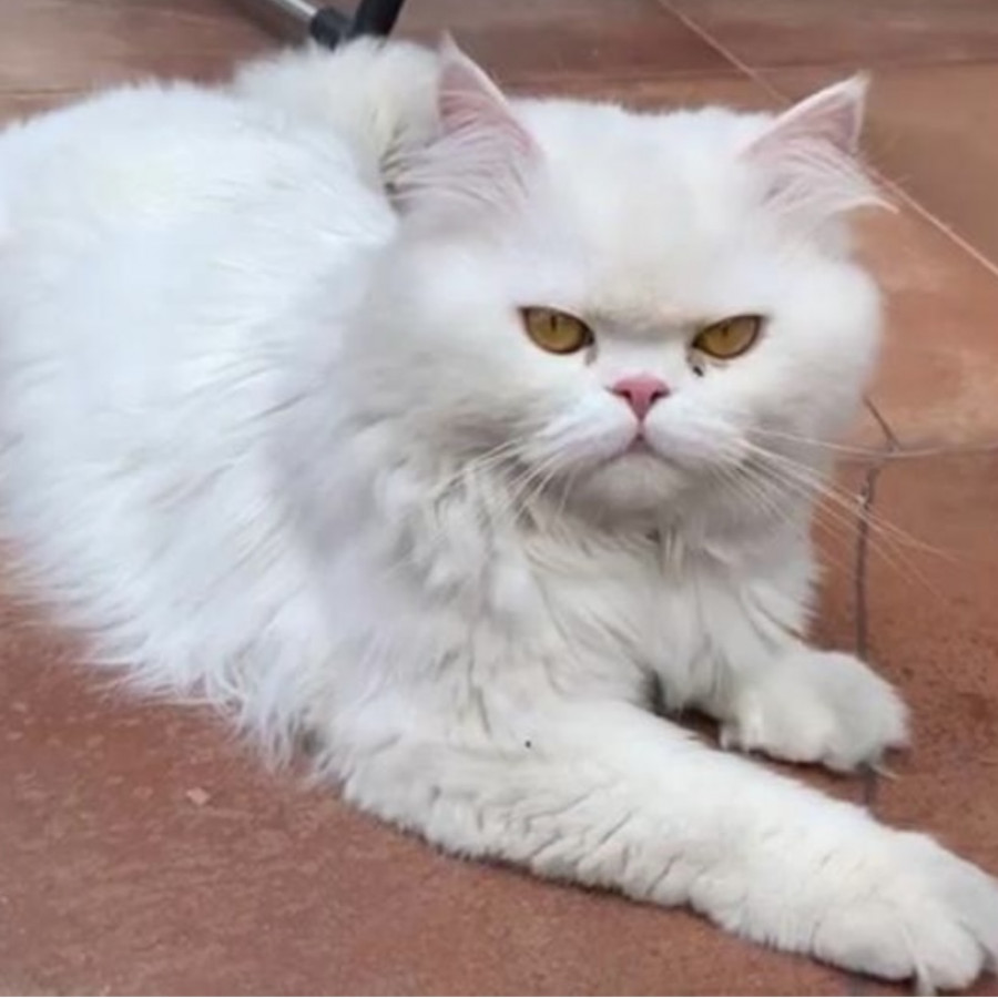 SIMI | Raza Británico de pelo largo | Perdido