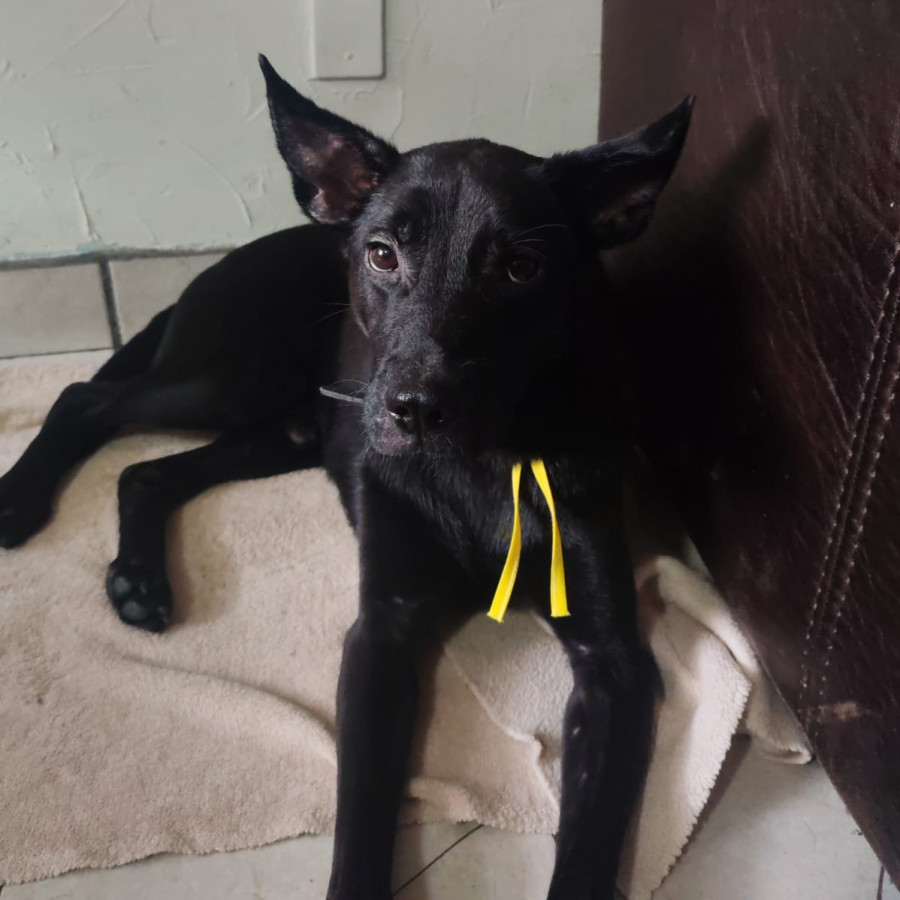  | Raza Mestizo | Encontrado