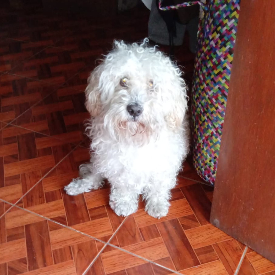 DIEGO | Raza French Poodle o Caniche | Perdido