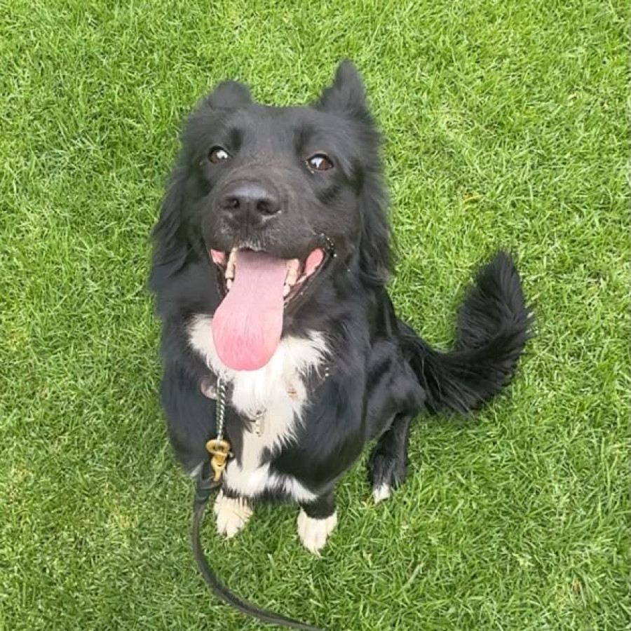 TOMASA | Raza Mestiza, cruza de Border Collie | Perdida