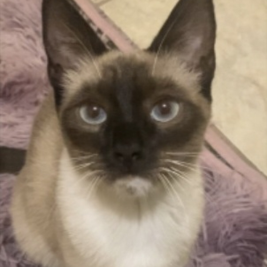 KITTY | Raza Siamés Punto Foca | Perdida