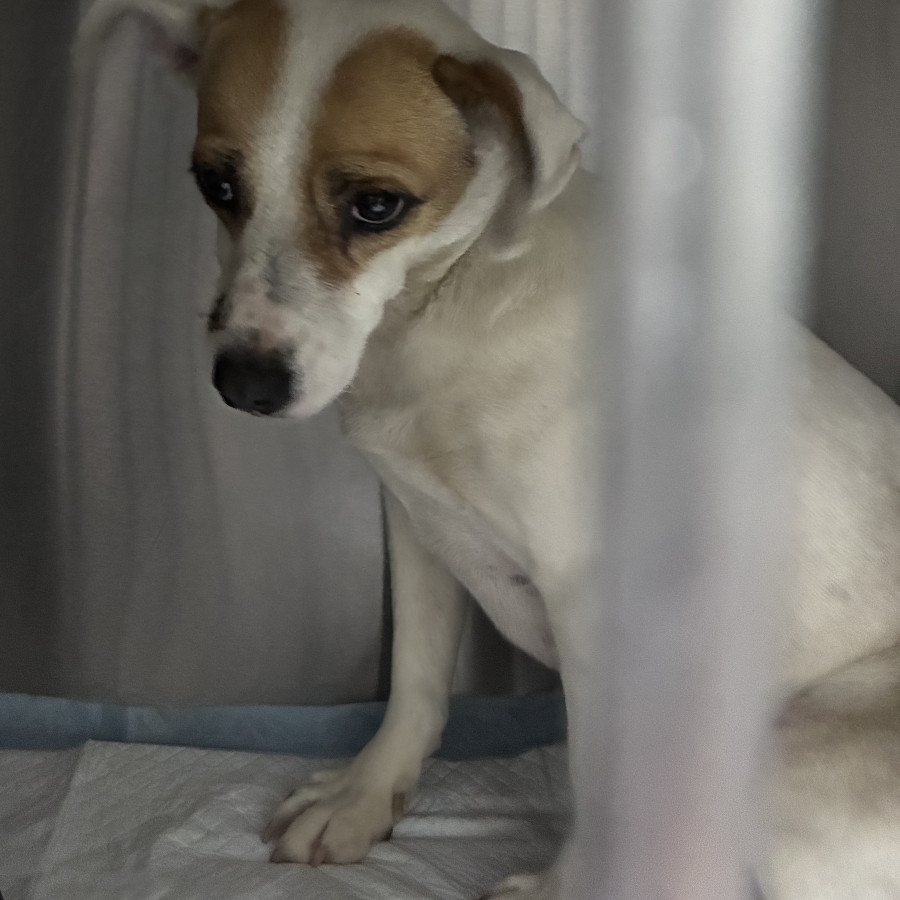  | Raza Mestiza | Encontrada