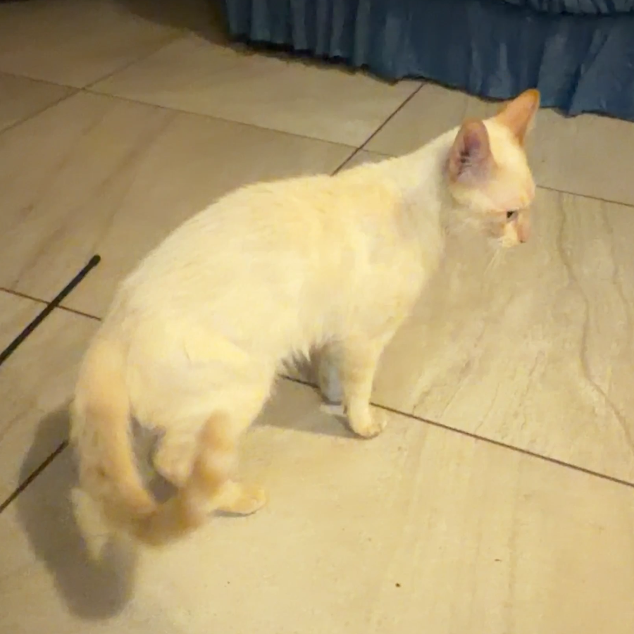 MITCHO | Raza Aslan o Siamés moderno, punto flama | Perdido