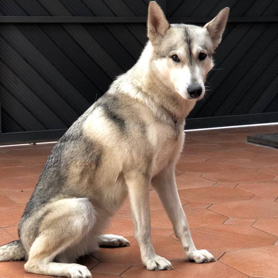 DALA | Raza Mestiza, cruza de Husky Siberiano | Perdida