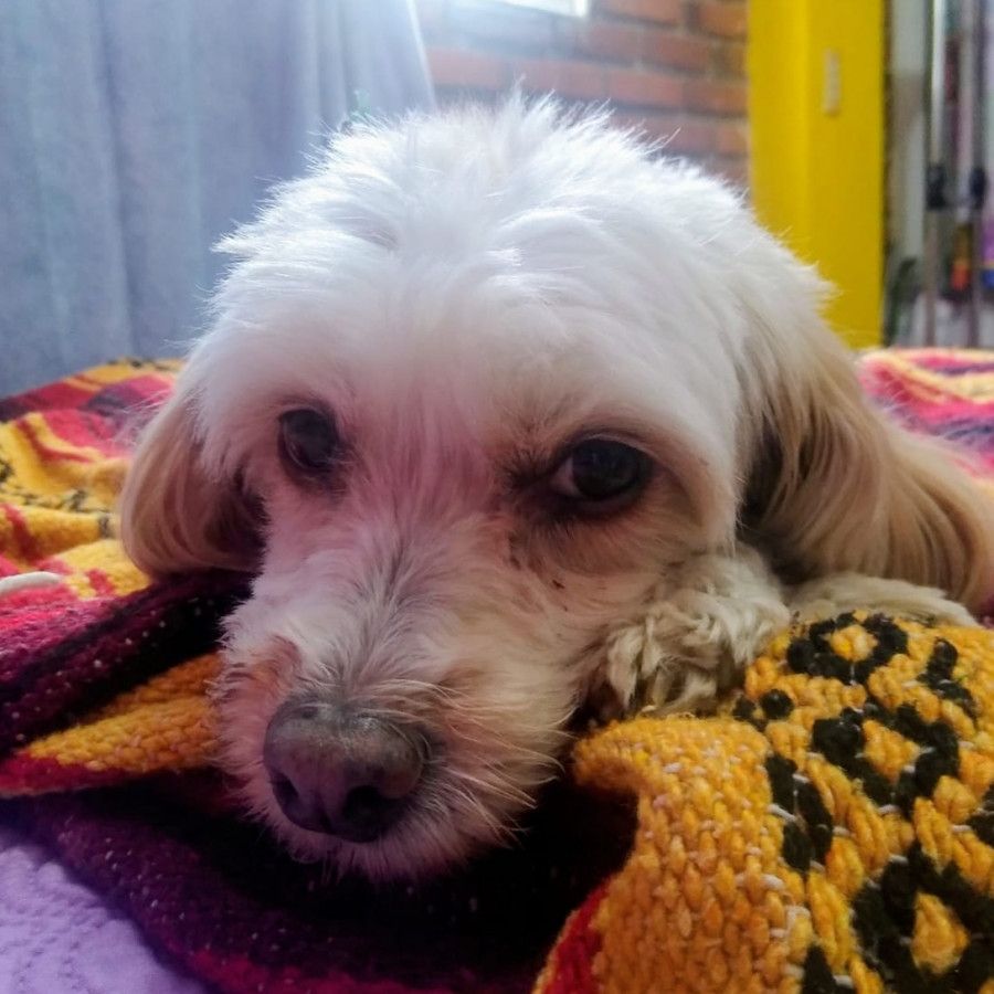 VEZZY (VETZI) | Raza Mestiza, cruza de French Poodle con Maltés (Maltipoo) | Perdida