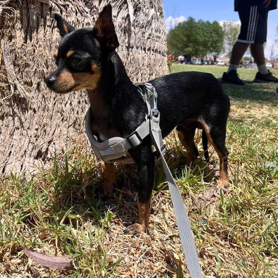 DOBBY | Raza Pinscher Miniatura  | Perdido