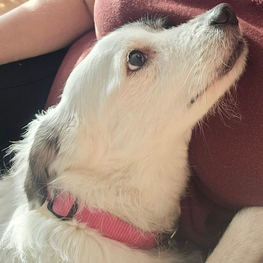 MIKA | Raza Mestiza | Final Feliz