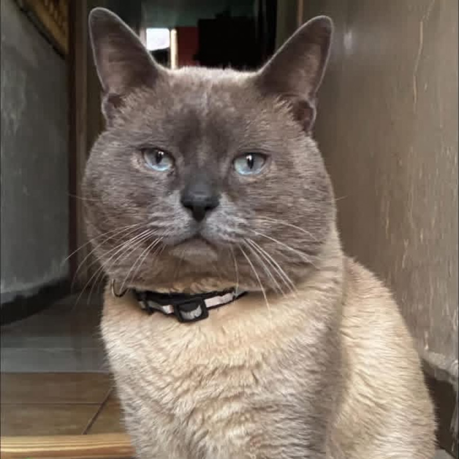 MICHI | Raza Siamés Punto Azul | Perdido