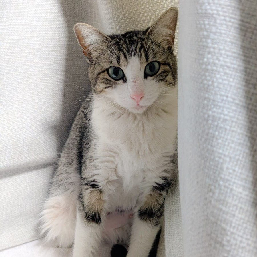 ATENEA | Raza Doméstico Américano de Pelo Corto | En Adopción
