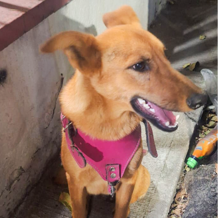  | Raza Mestiza | Final Feliz