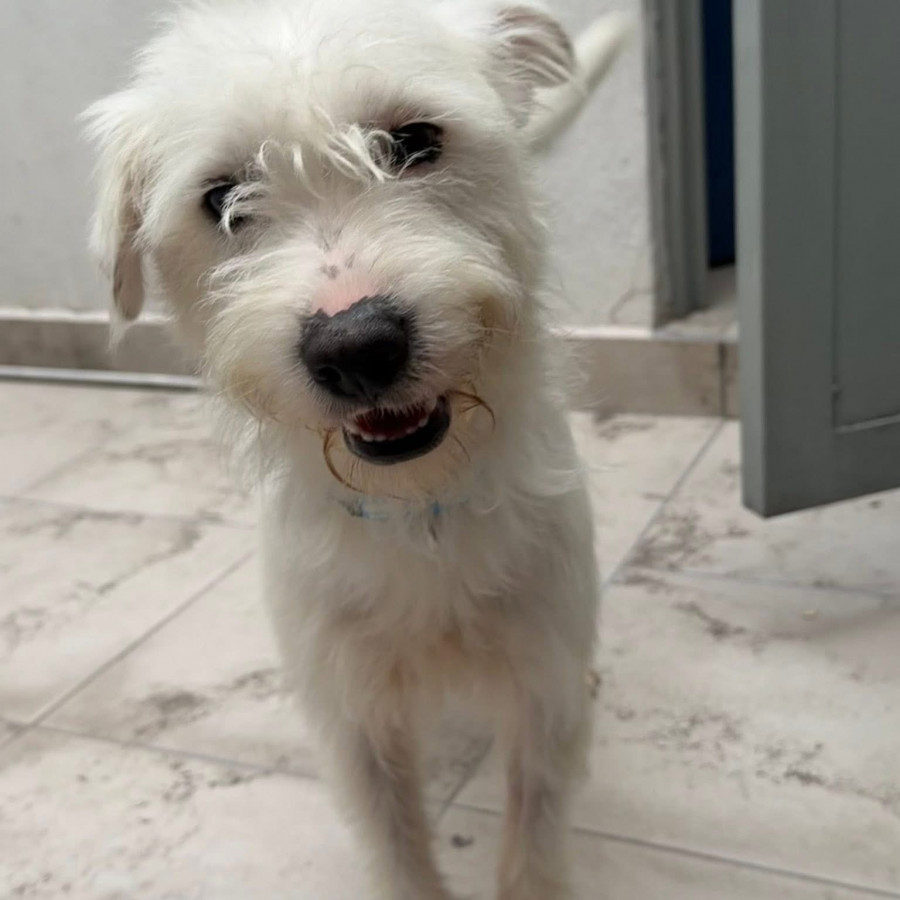 | Raza Mestizo, cruza de Maltés | Encontrado