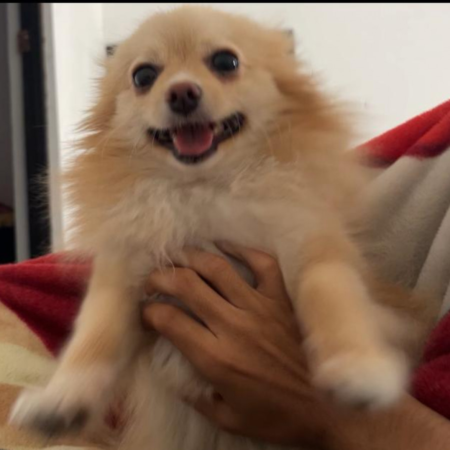 WERA | Raza Pomerania | Final Feliz