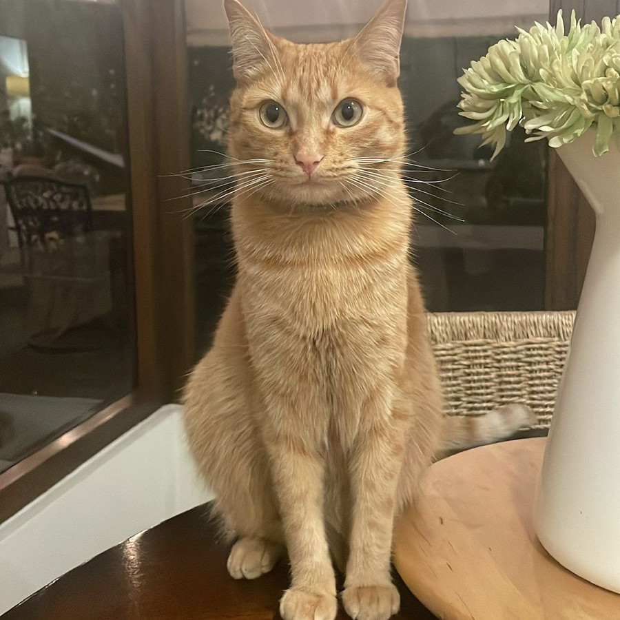 GATITO | Raza Doméstico Américano de Pelo Corto | Perdido