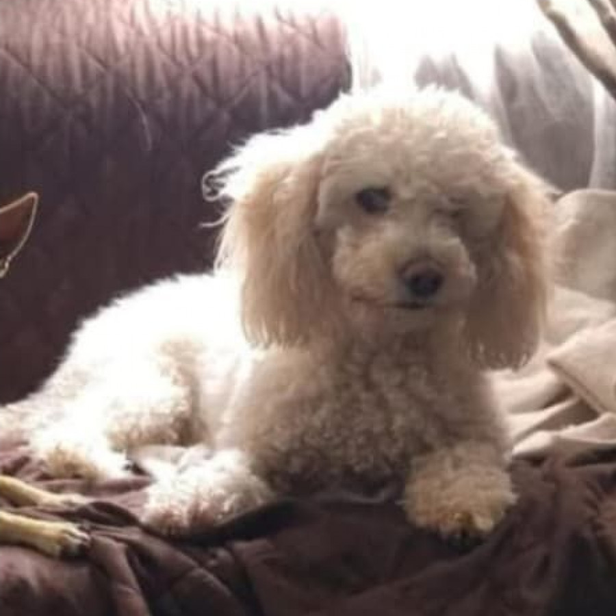 VICTORIA | Raza French Poodle o Caniche | Perdida