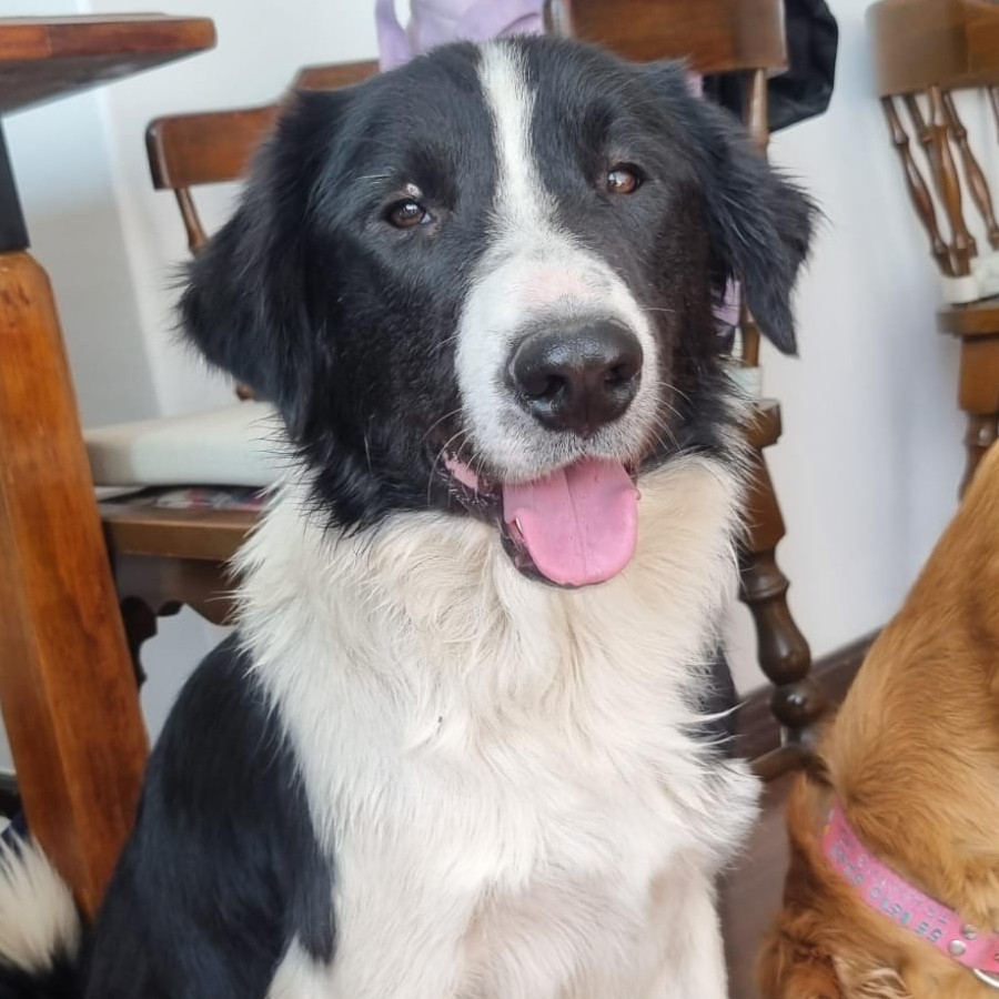  | Raza Mestizo, cruza de Border Collie | Encontrado