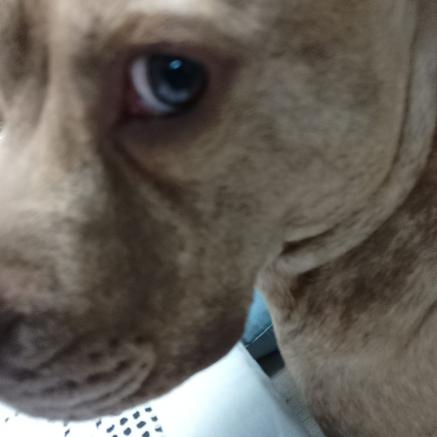 DOGOS | Raza American Pitbull Terrier | Perdido