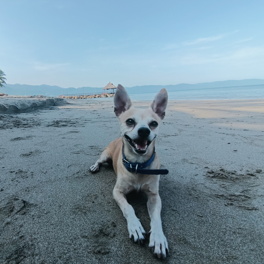 ROMEO | Raza Mestizo, cruza de Chihuahua | Perdido