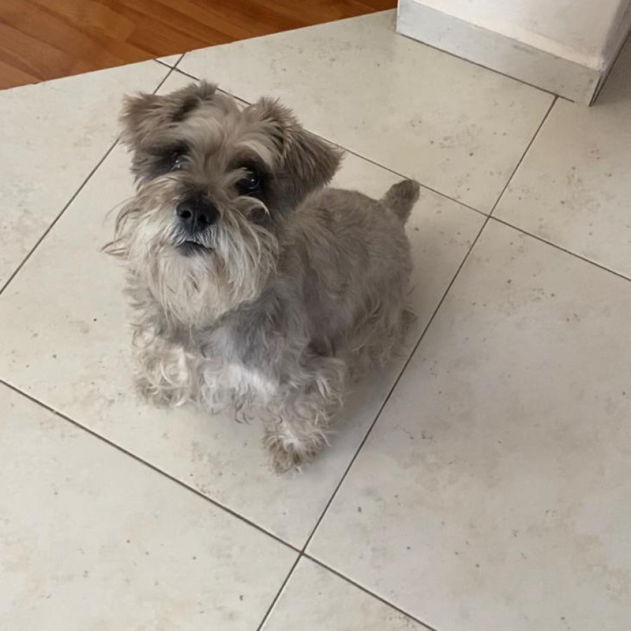 TITA | Raza Schnauzer | Perdida