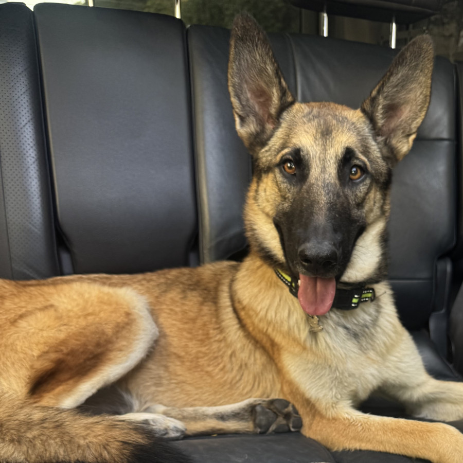 SIRÍ | Raza Pastor Belga Maliniois | Final Feliz