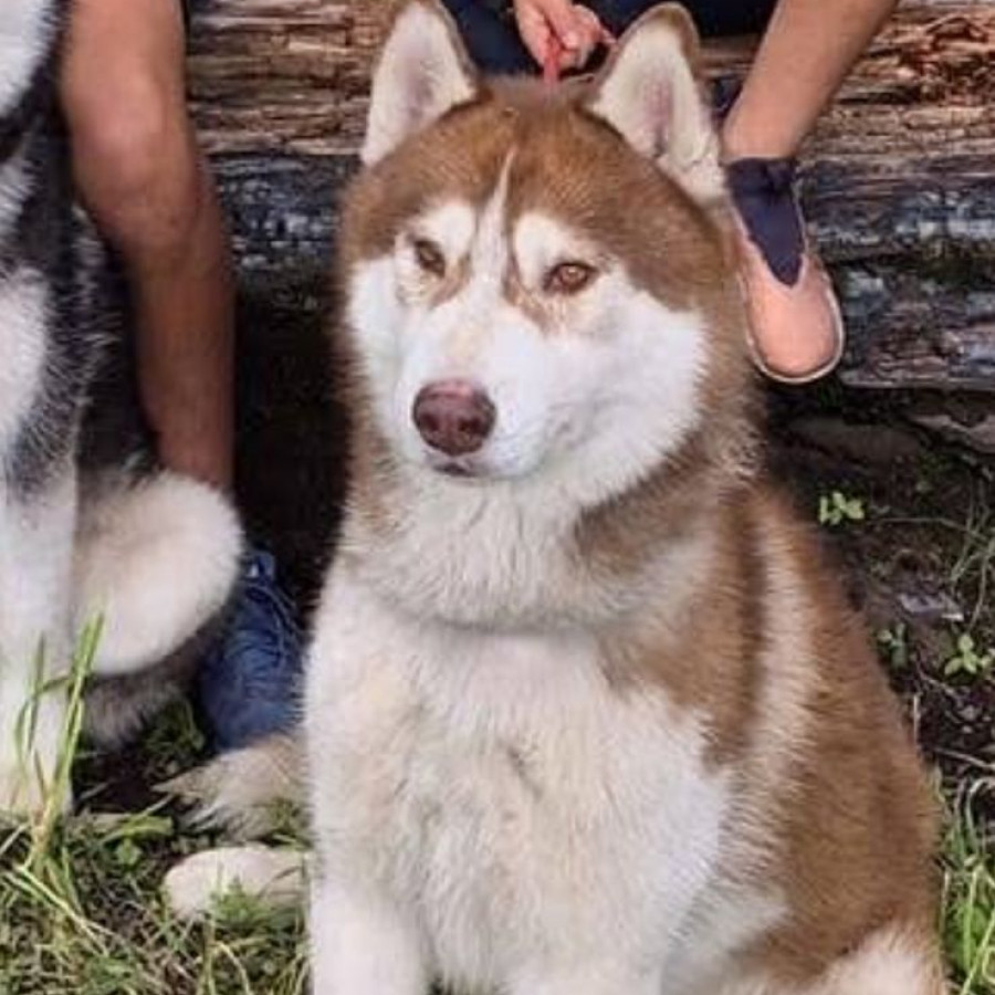 ROMARIO | Raza Husky Siberiano | Final Feliz
