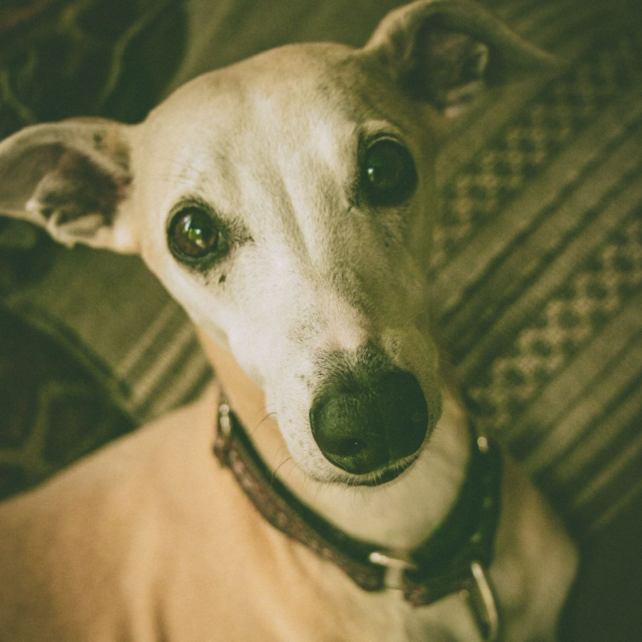 BUTTERS | Raza Galgo Italiano | Perdido