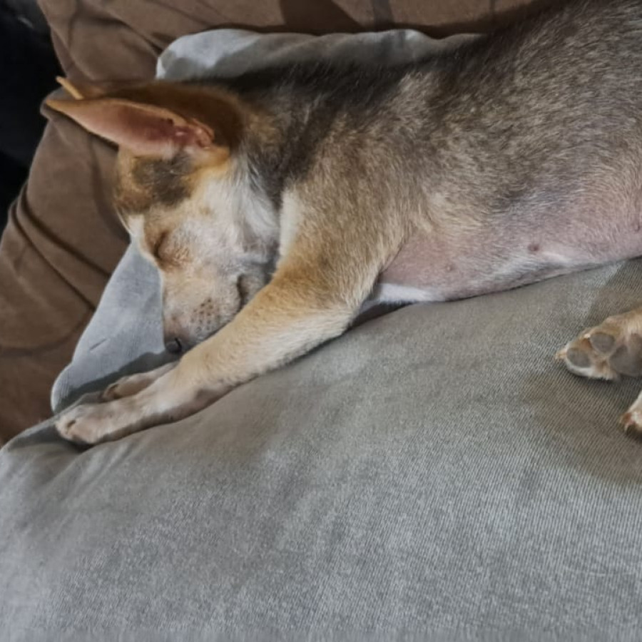 DINAMITA | Raza Chihuahua | Final Feliz