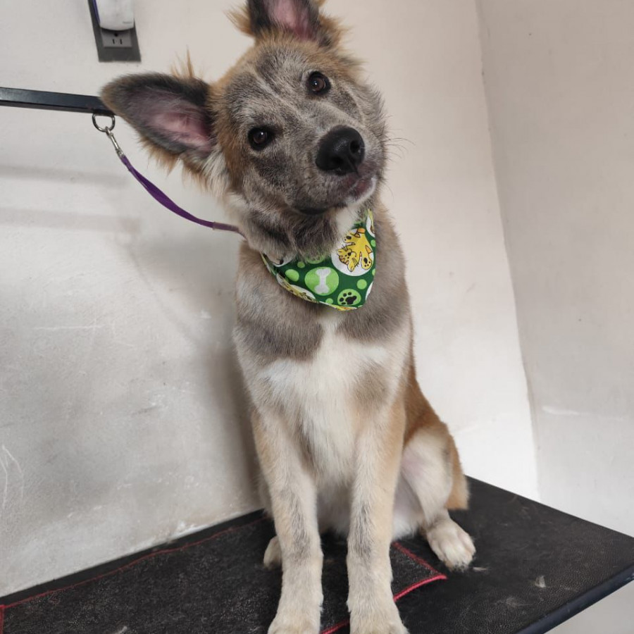 BEBÉ | Raza Mestizo | En Adopción