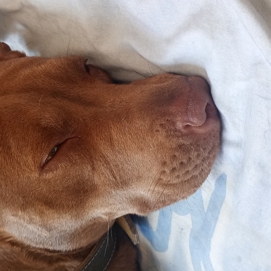  | Raza American Pitbull Terrier | Encontrada