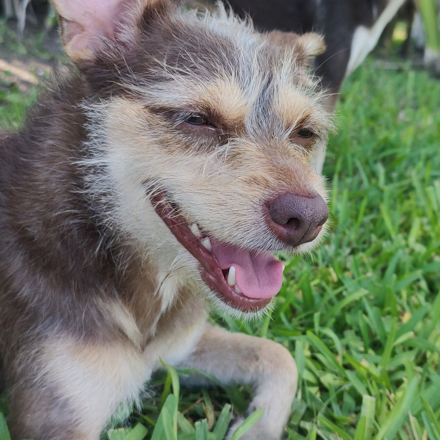 MAKI | Raza Mestiza | Perdida