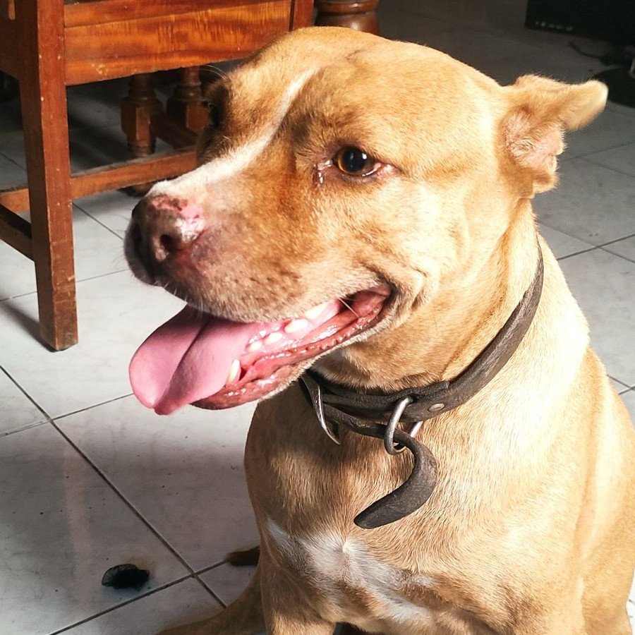 PENNY | Raza American Pitbull Terrier | Perdida