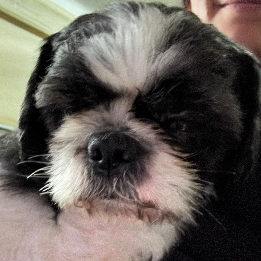IGOR | Raza Shih Tzu  | Perdido