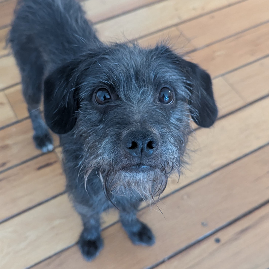  | Raza Mestizo, posible cruza de Schnauzer | Encontrado