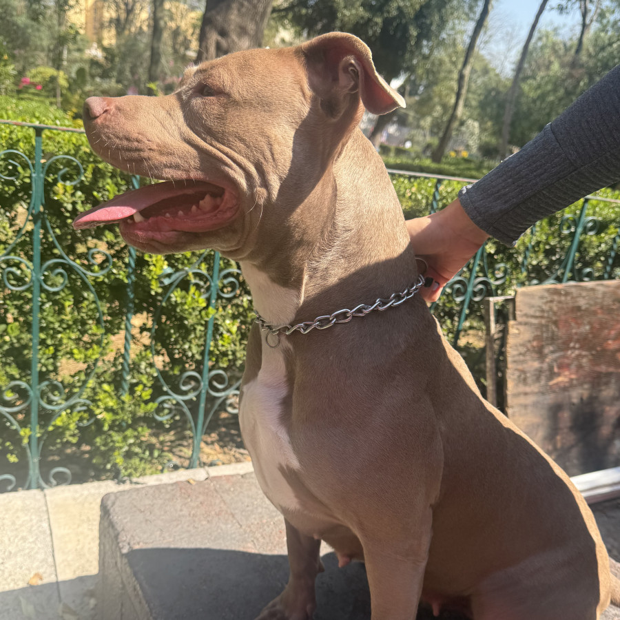  | Raza American Pitbull Terrier | Final Feliz