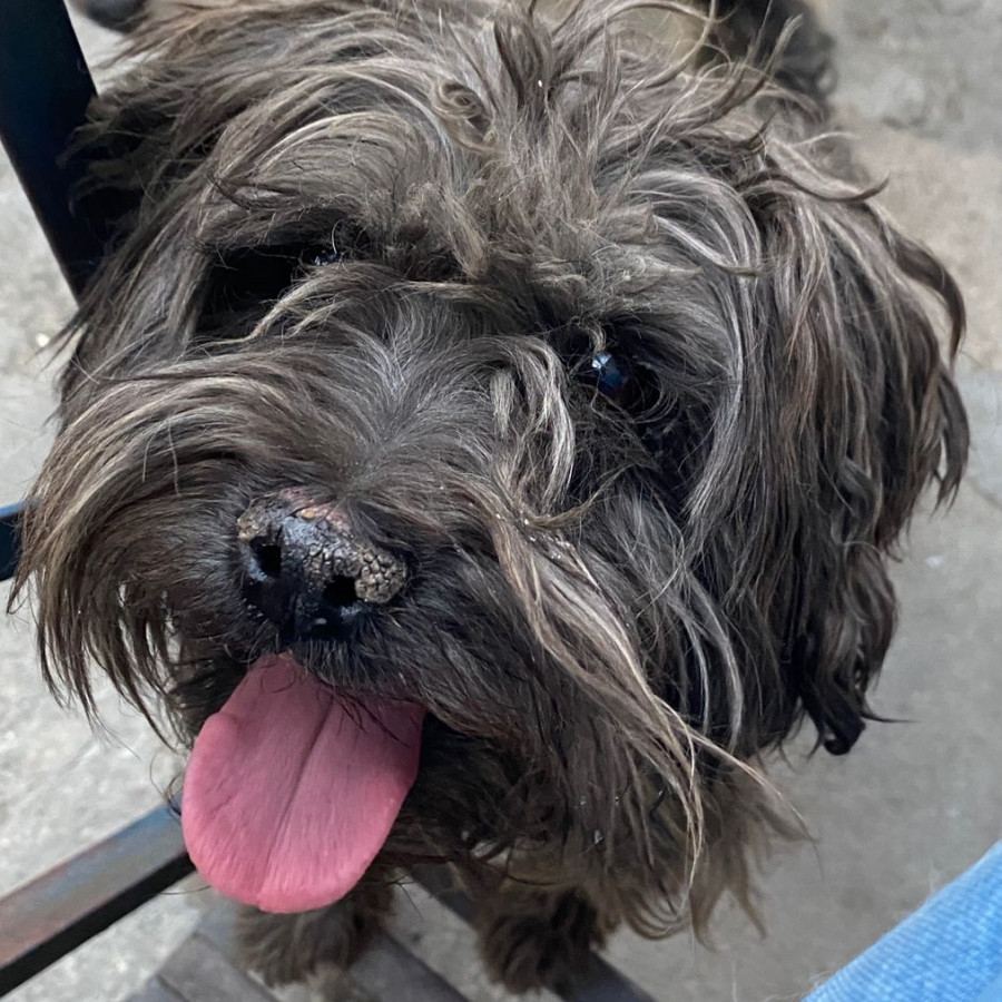 NEGRO | Raza Mestizo, cruza de Schnauzer | Perdido