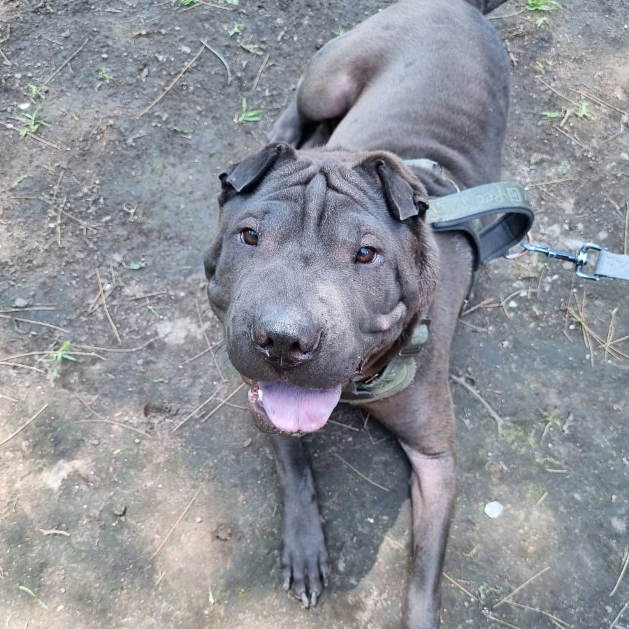 QUETA | Raza Shar-Pei  | Perdida