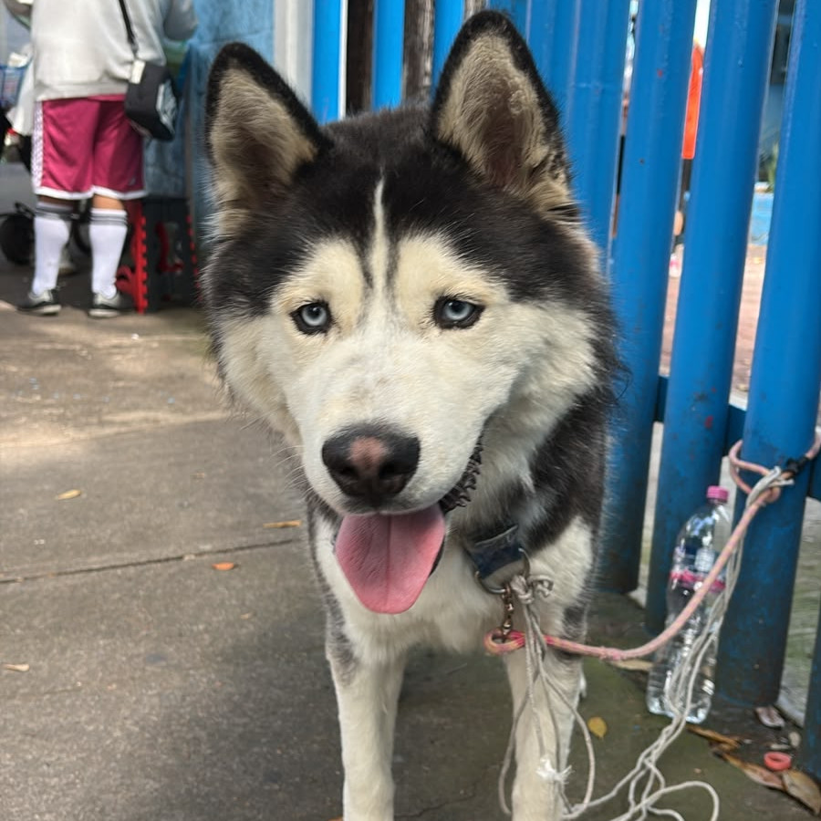  | Raza Husky Siberiano | Encontrado