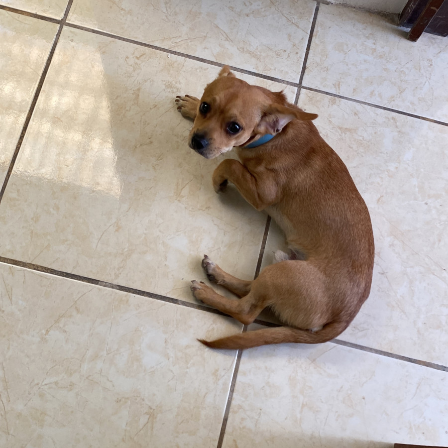 BRUNO | Raza Mestizo, cruza de Chihuahua con Dachshund o Salchicha | Perdido