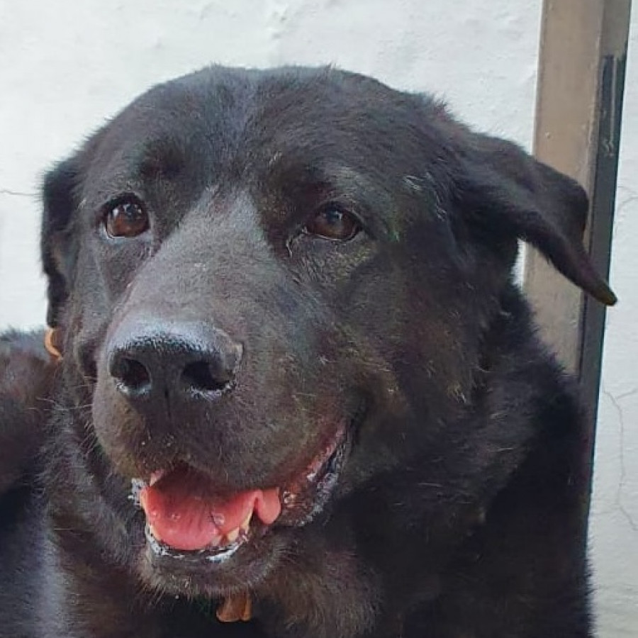 OSO | Raza Mestizo, cruza de Labrador | En Adopción