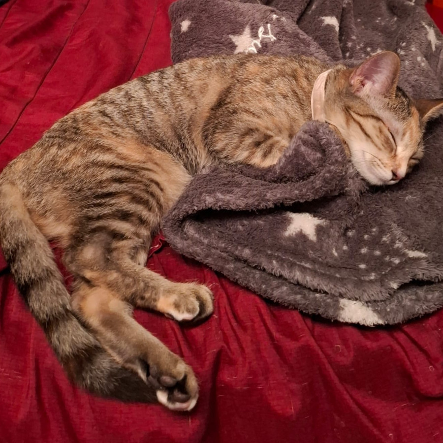 KALESSI | Raza Doméstico Américano de Pelo Corto | Perdida