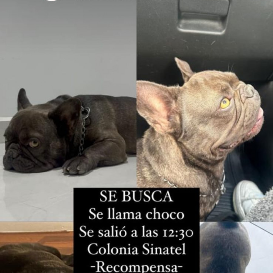 CHOCO | Raza Bulldog Francés  | Perdido