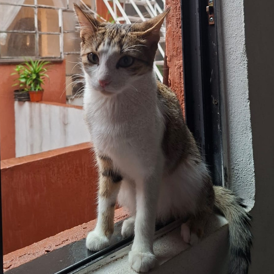 MAKI | Raza Doméstico Américano de Pelo Corto | Perdida